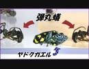 ヤドクガエルを猛毒のアリ「パラポネラ」で囲んだら、可愛すぎる結果になった。
