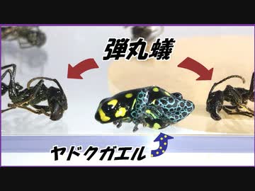 ヤドクガエルを猛毒のアリ「パラポネラ」で囲んだら、可愛すぎる結果になった。