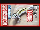 【飼育歴7年】買って損なしの飼育用品を紹介します