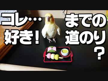 ビビりなインコがオモチャに慣れるまでの様子（？）