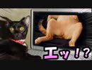 【春休み毎日SP#8】どうぶつの森のボケてがツッコミどころ満載だったｗｗｗ【動物おもしろ画像】【ツッコミ系動画】【殿堂入りボケて】【犬】【猫】【癒やし】【エイプリールフール】【かわいい】