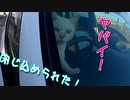 野良猫のブルーアイ、初めての乗車「こう見えてボス猫です」