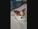 まったりするワンコ（パピヨン）4