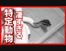特定動物を調べてみたら凄すぎた！