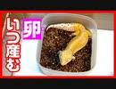 【17日経過】レオパは交尾して何日後に卵を産むのか