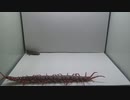 再編集　外国産オオ ムカデにゴキブリを与えてみた。 (Yunnan Redleg Centipede)