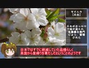 【ゆるふわ植物日記#3】いろいろなサクラ【植物解説】