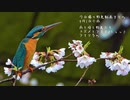 雨桜カワセミ、アオジ多め今日撮り野鳥動画まとめ4月1日