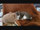 こたつぶとんの前