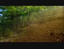 silva シルヴァ【オリジナル】