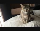 It looks like ほんとは