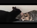 クロとゴマの趣味と好みとこだわり