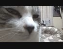 遊んでほしかったアルフィノ　＃158