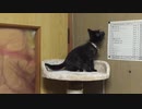 キャットタワー初登頂