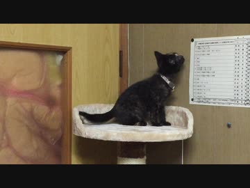キャットタワー初登頂