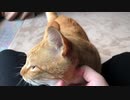 膝に乗ってくるモフモフな天使