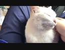 すました顔のクールガイ