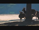 奈良公園ぶらぶら