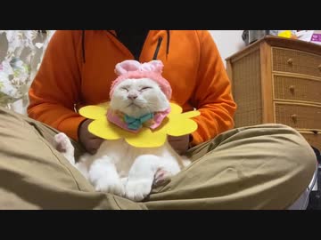 オッドアイの白い珍獣(猫)、先住猫の謎ダンスで真顔になる