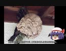 ゆっくり農民130畑を拓いてみませんか？＃25