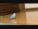 駆け抜けるインコ