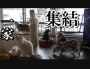 【イケメンがいた】猫カフェ「ラグドール」に行ってみた（大阪/難波）