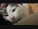 どうしてもアイドリングストップできない猫
