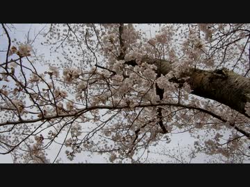 桜並木20200401-2