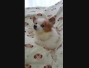 上目遣いのワンコ（パピヨン）