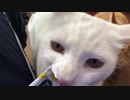 更に豪快な食べっぷり