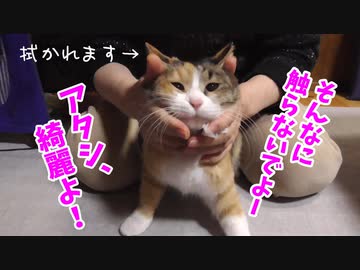 通い野良猫をきれいにふいてみた。