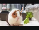 【うさモル動画】決して譲らないモル、遠慮するうさ【野菜】