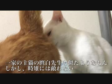 オス三毛猫、匂いフェチに目覚めナイスフレーメンを披露する