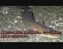 SCP-4564 - ケツ穴サーファー