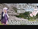 【実写合成MMD】満開の桜の花見ツーリング  - 結月ゆかり車載