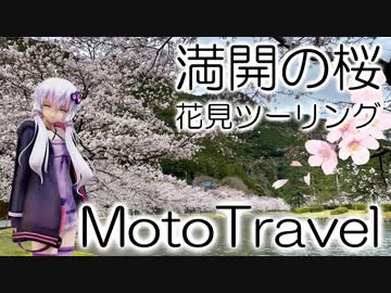 【実写合成MMD】満開の桜の花見ツーリング  - 結月ゆかり車載