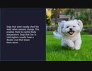 Hypoallergenic Dogs and Allergy Free Cats