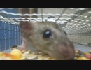 迫り、喰らい、逃げる