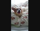 舌をペロペロさせるワンコ（パピヨン）3