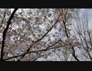 桜並木の散歩20200401-1