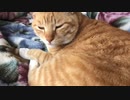 暖かな日を浴びて