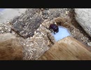 食事に夢中のコガネムシ