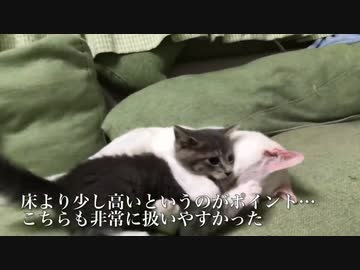 人気の ねこかます もふり手 動画 1 647本 ニコニコ動画