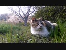 【猫と見る春】～ニャンコの、のんびりな昼下がり～
