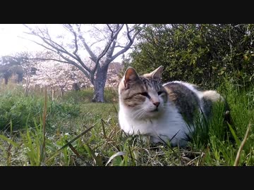 【猫と見る春】～ニャンコの、のんびりな昼下がり～