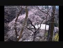 Nikon　D1X安曇野市　ソメイヨシノが咲く直前