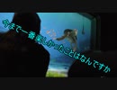 今まで一番楽しかったことはなんですか【タートルトーク】東京ディズニーシー