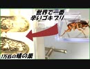 世界一辛いグミを食べた「激辛ゴキブリ」を1万匹のアリに喰わせようとしたら、信じられない結果になった。
