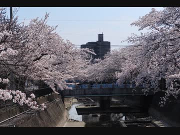 200404　一宮市大江川緑道の桜（Ver.ニコ動）