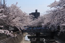 200404　一宮市大江川緑道の桜（Ver.ニコ動）